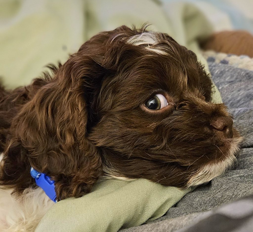 Baxter Huggins Montani, our Cockapoo and co-author of “Paws and Reflect: A Memory Journal Written by Your Dog,” posing with his family and book. A fun, heartfelt dog memory journal and keepsake gift for pet lovers, dog moms, and new puppy parents.