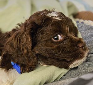 Baxter Huggins Montani, our Cockapoo and co-author of “Paws and Reflect: A Memory Journal Written by Your Dog,” posing with his family and book. A fun, heartfelt dog memory journal and keepsake gift for pet lovers, dog moms, and new puppy parents.